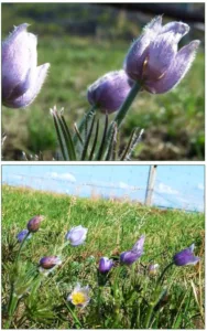 Photos contributed by Hilary Ryan; taken on Silver Stream Bison Farm, about 50 km north of Regina